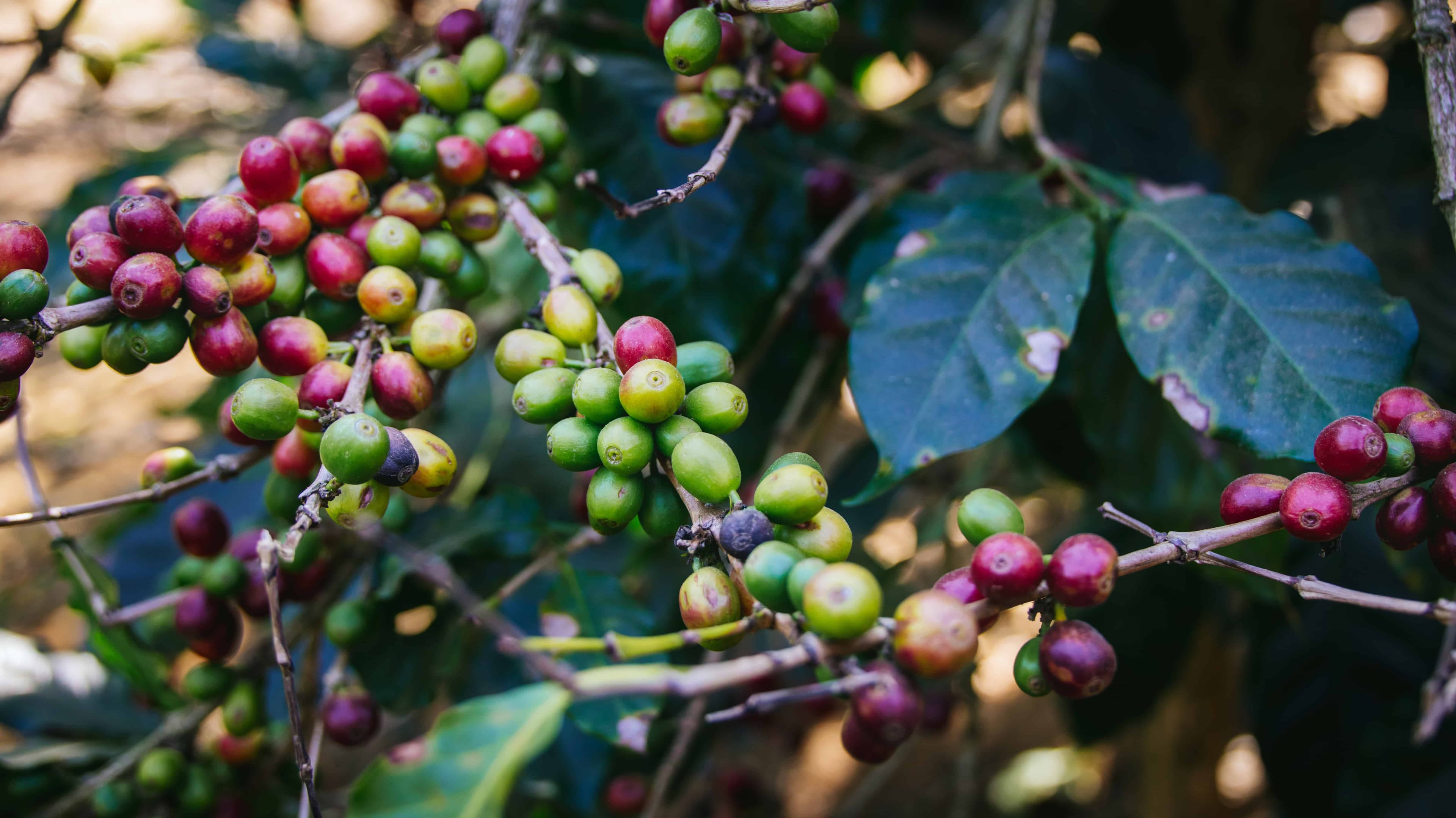 A Nepalese coffee farm in the Himalayan foothills, lush, high-altitude and carefully tended