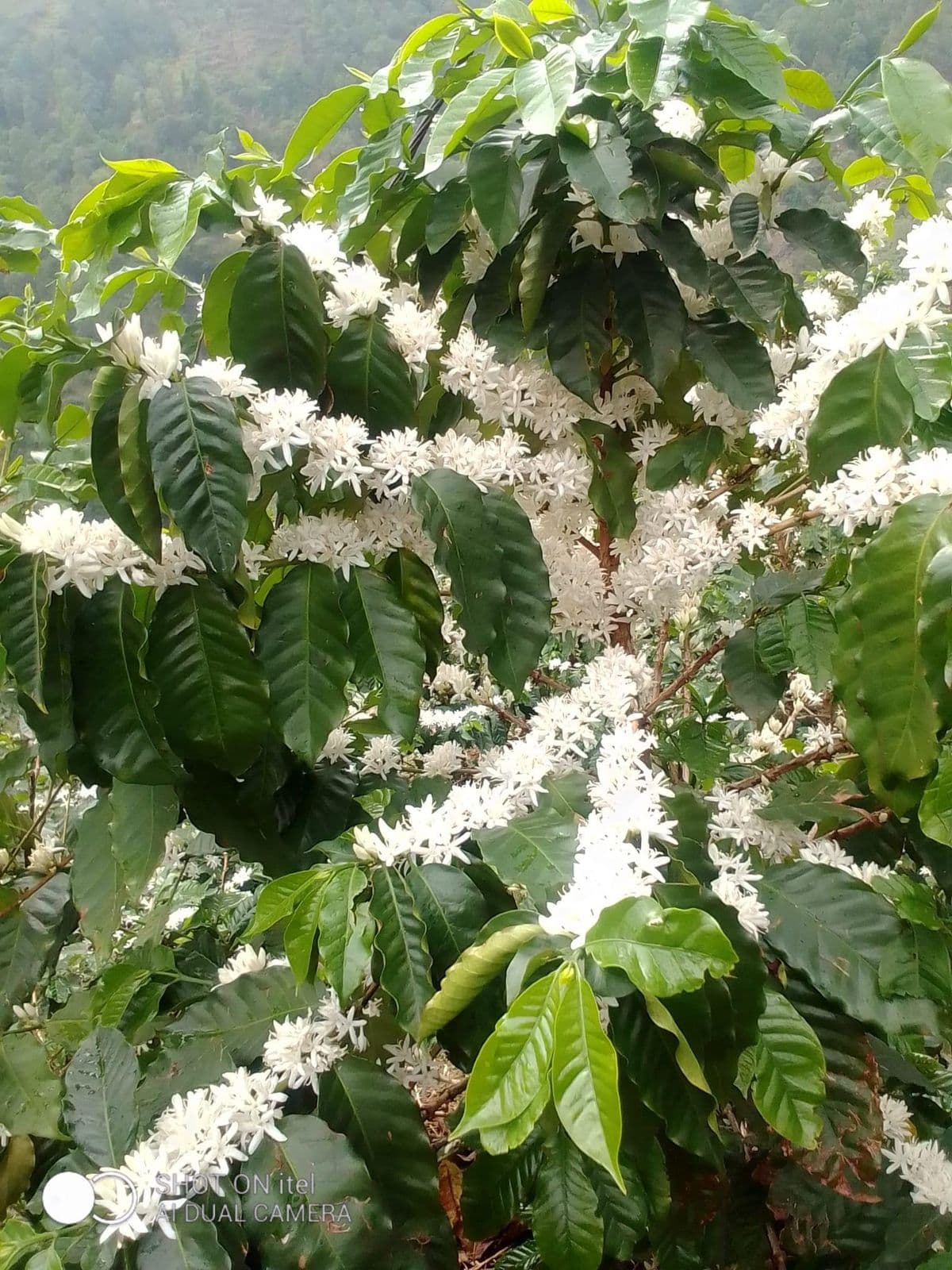 Coffee plants growing on our Himalayan farm in Nepal