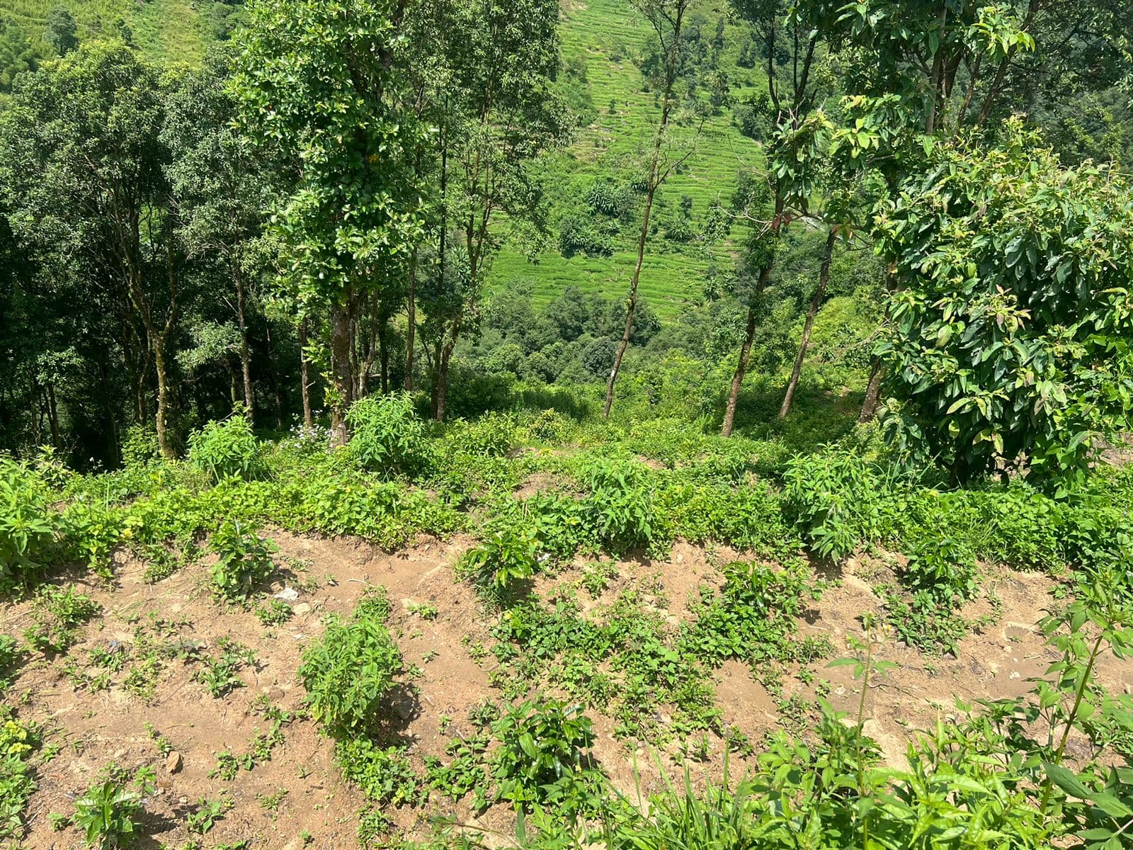 Harvest season at Everest Coffee Mill's farm
